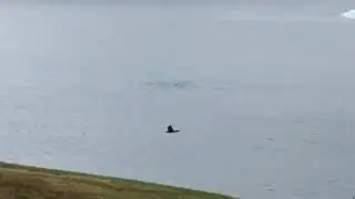 Seals in Muscongus Bay
