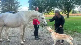 Training Adventure with Horses!