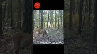 Season Opens Tomorrow!!  #bucks #hunting #trailcamera #archery