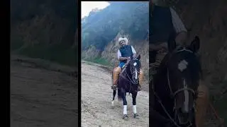 Dancing Horse!🐴🇲🇽 #short #shorts #shortvideo #viralvideo #shortsvideo #viralshorts #travel #horse