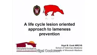 A lesion oriented, life cycle approach to preventing lameness in dairy herds