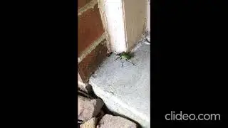Green metallic Tiger Beetle with purple/bronze legs running fast above the Harpeth River, TN USA.