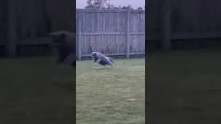 Alpha #cat #cats #catsofinstagram #catsoftiktok #funny #funnyanimals #pets