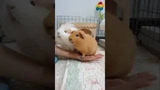 Let's play on the swing! - hughug a guinea pig