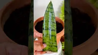 &ldquo;Aloe Vera trick se Snake Plant fast grow karega?&rdquo;||#garden #hacks #plants #gardening #new #trending