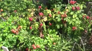 Rugosa roses rock