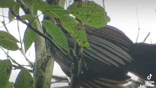 a wild turkey is dedicated to cleaning its feathers very well