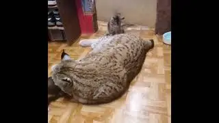 everyone wants to spend time with mr lynx