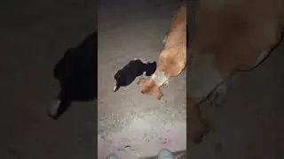 baby🤡 #streetdog #shortvideo #status #story #germanshepherd #gsd #loyalty #puppy #dog #baby #pets