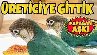 BUNLARI YAPMAYAN PAPAĞAN BESLEMESİN ! ~ ÜRETİCİDEN ÇOK ÖNEMLİ BİLGİLER !