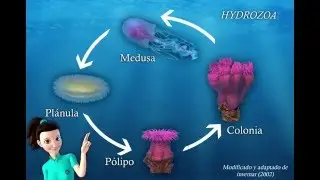 Ciclo de vida Hydrozoa