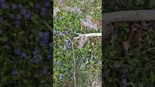 டாலோஃபின் மலர்கள் #flowers dallofin flowers