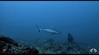 Close encounter with bull and reef sharks in Mauritius -- Tête-à-tête avec requins à l'île Maurice