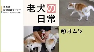 【老犬の日常③】オムツ
