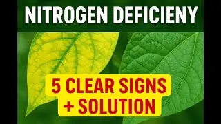 NITROGEN DEFICIENCY #nitrogen #fertilizer #nitrogendeficiency #agriculture #tomato #corn #wheat