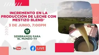 Mestizo Blend, para aumentar la producci&oacute;n de leche | Sembramos para el mundo TV