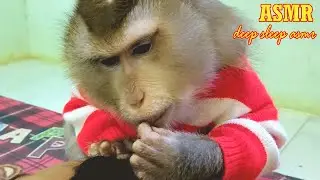 Deep Sleep ASMR| Dr. LYLY Species Grooming Often Remove Dirt Spend Half Hours