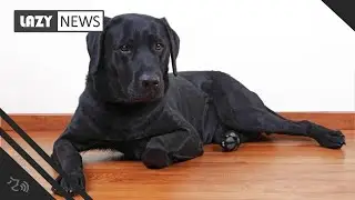 Cheaper medication for dogs with separation anxiety now approved, FDA says