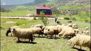 Köyümüzde bir bahar günü 
