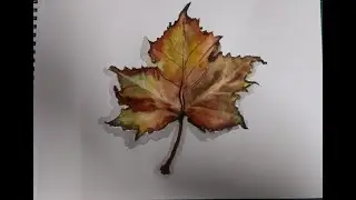 Maple Leaf