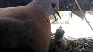 Turtle dove feeding....