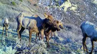 Elk - Utah - Winter - Trail Camera Capture #elk #utahwildlife #wildanimals #bullelk