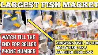Recent fish price update in galiff street kolkata | Molly fish price in Galiff street.