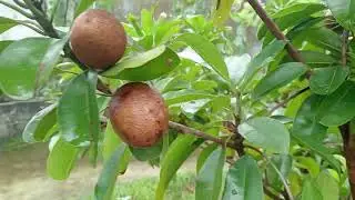 Cây Hồng Xiêm 