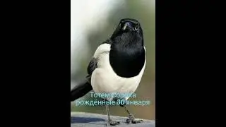 Тотем Сорока рождённые 30 января