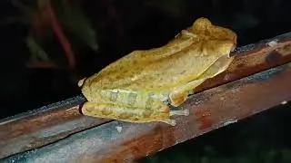 A watchful Devesh Naik spots a rare Malayan slender frog during his night vigil at Bandoda