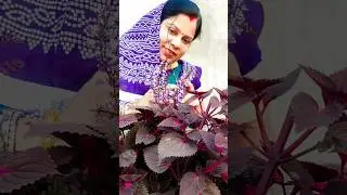 Ee Phula🌻 Kaha Thare😍 || Aseema Panda Mam's Stage Show😍 #shorts​ #short​ #aseemapanda​ #asimapanda​