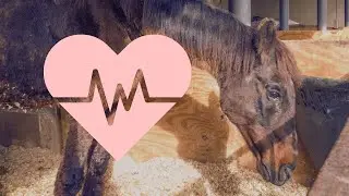 💓 Our latest rescue Odin has got heart problems - Easy Horse Care Rescue Centre
