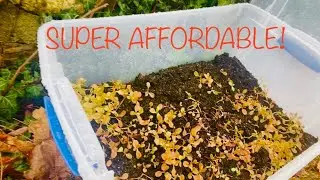 SUPER AFFORDABLE Cold Frames and Greenhouses!