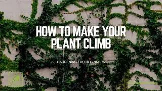How To Get Your Houseplants To Climb