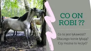 Co to jest łykawość? Co to znaczy, że koń łyka?
