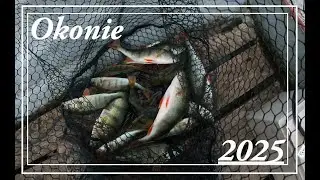 Under the school of small fish, there were PERCH // Jig Rig - it turned out to be the most effect...