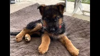 Sweetest German Shepherd puppy growing up #germanshepherd #doglife #cute #cutepuppy