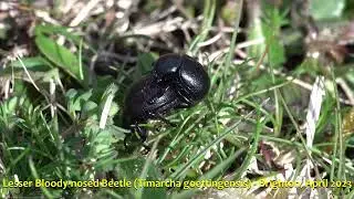 Lesser Bloody-nosed Beetle (Timarcha goettingensis) - Brighton, April 2023