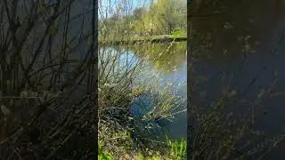Гнездо 🪺 лысухи на Нижнем пруду ❤️ смотреть обязательно со звуком #калининград #кенигсберг #travel