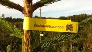 Juletræer Østjylland Poulsjuletraer Selv Pluk Danmark