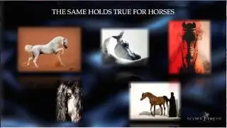 Equestrian Professional Master Class Excerpt: Equine Photography for Marketing with Scott Trees