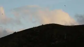 C&oacute;ndor Andino, Vultur gryphus, Andean Condor