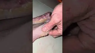 How to FILET a CATFISH 