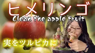 ヒメリンゴの実をツルピカにする【キミ盆】Clean the Princess apple