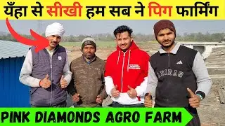 सुअर का व्यापार कैसे शुरू करें || Pig Farm Business Training || Pig Farming || Satish Rajput