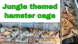 Jungle themed hamster cage tour | natural detolf settup | German inspired