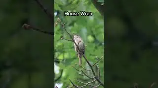 birds are cool 😎 #bird #birds #birdwatching  #birdspotting #birdnerd #wildlife #birdwatch #