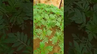 Grow French Marigold flowers from seed | SG Gardeners #shorts #viral #youtubeshorts #short
