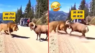 भेड़ ने शेर के सिर में ऐसी टक्कर मारी की वहीं ढेर हो गया 😂🤣ll When animal messed with wrong opponent