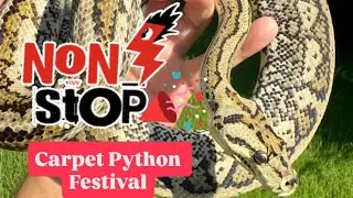 All of Our Carpet Pythons in 1 Video‼️‼️‼️
